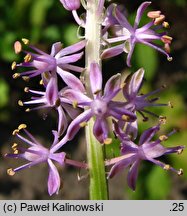 Barnardia japonica (barnardia japońska)