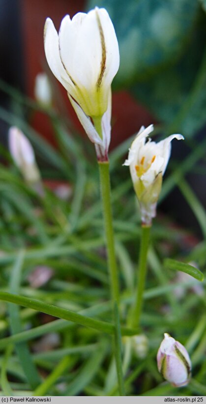 Nothoscordum vittatum