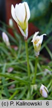 Nothoscordum vittatum