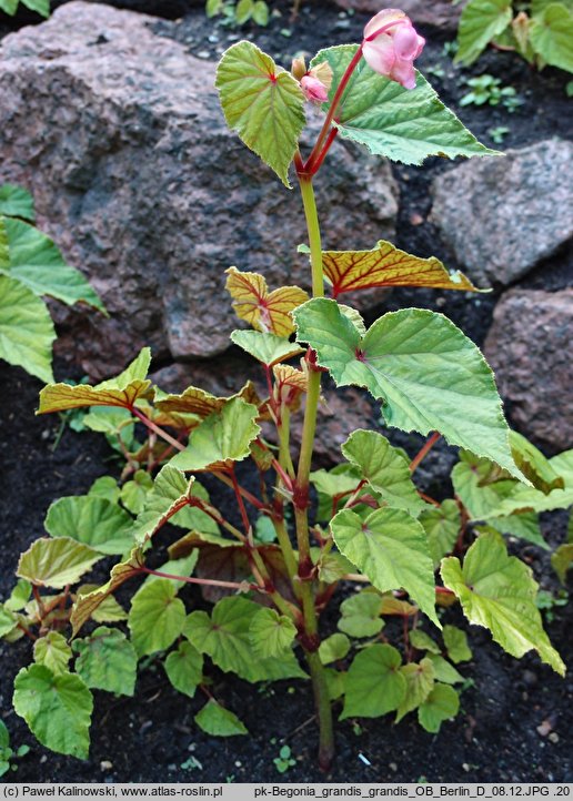 Begonia grandis