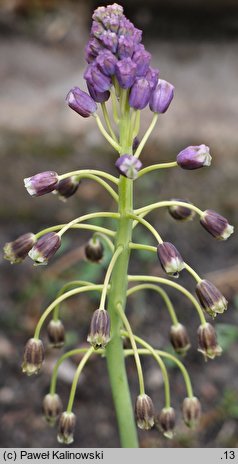 Bellevalia speciosa