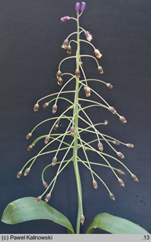 Bellevalia speciosa