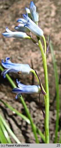 Bellevalia tabriziana