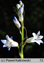 Bellevalia tabriziana