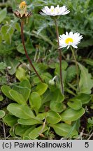 Bellis sylvestris (stokrotka leśna)