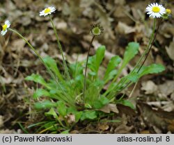 Bellis sylvestris (stokrotka leśna)