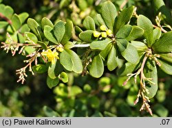 Berberis aggregata (berberys wiązkowy)