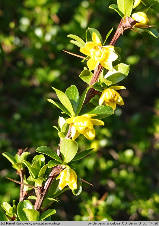 Berberis angulosa