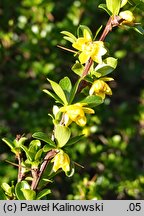 Berberis angulosa