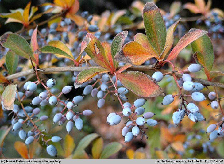 Berberis aristata