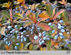 Berberis aristata