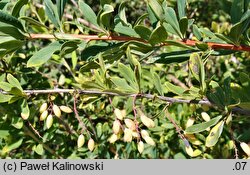 Berberis chinensis (berberys chiński)