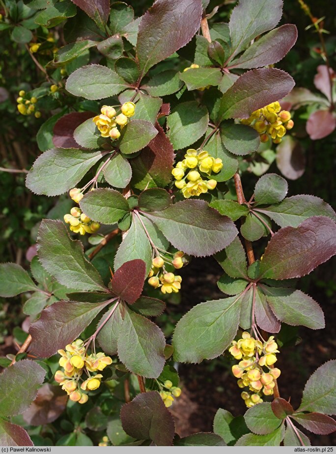 Berberis ×chopinii (berberys Chopina)