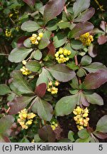 Berberis ×chopinii (berberys Chopina)