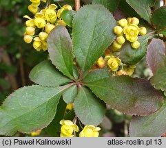 Berberis ×chopinii (berberys Chopina)