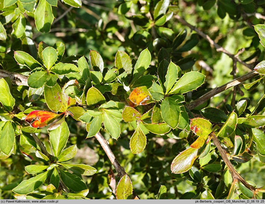 Berberis cooperi