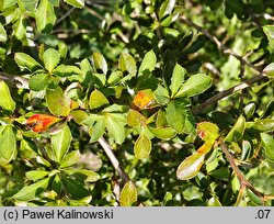 Berberis cooperi