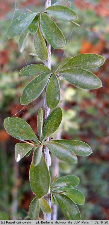Berberis dictyophylla