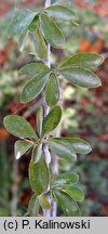 Berberis dictyophylla