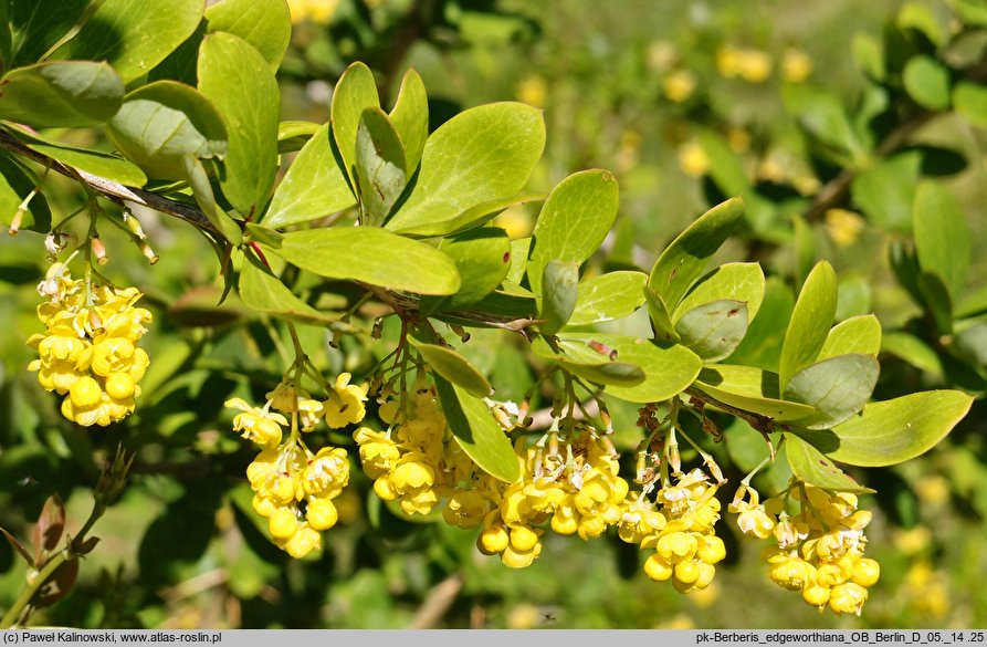 Berberis kunawurensis var. kunawurensis