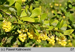 Berberis kunawurensis var. kunawurensis