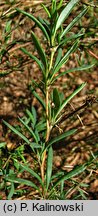 Berberis empetrifolia (berberys bażynolistny)
