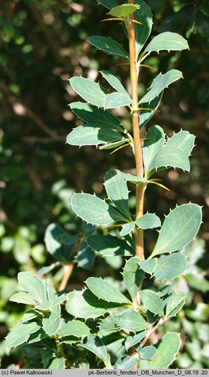 Berberis fendleri