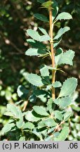 Berberis fendleri