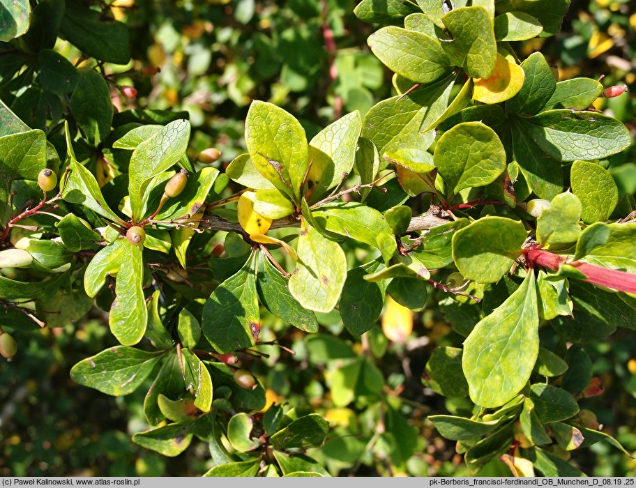 Berberis francisci-ferdinandi