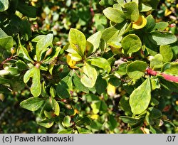 Berberis francisci-ferdinandi