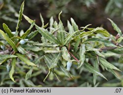 Berberis gagnepainii (berberys Gagnepaina)