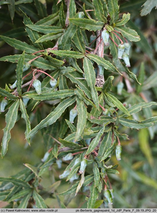 Berberis gagnepainii (berberys Gagnepaina)