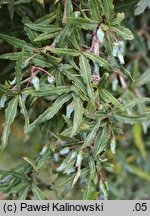 Berberis gagnepainii (berberys Gagnepaina)