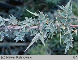 Berberis haematocarpa (berberys meksykański)