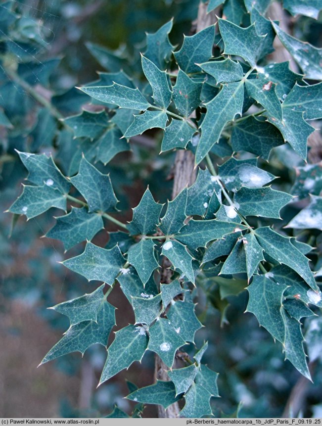 Berberis haematocarpa (berberys meksykański)