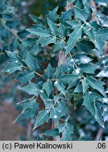 Berberis haematocarpa (berberys meksykański)