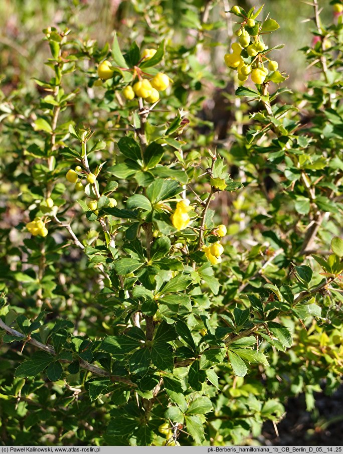 Berberis hamiltoniana