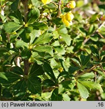 Berberis hamiltoniana