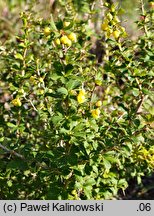 Berberis hamiltoniana