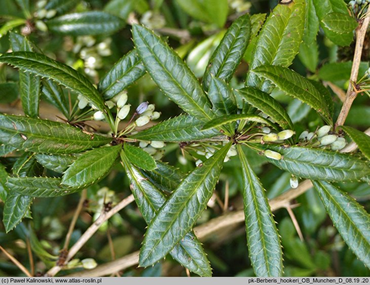 Berberis hookeri (berberys Hookera)