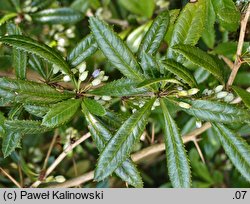 Berberis hookeri (berberys Hookera)