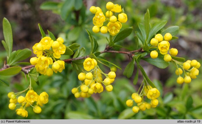 Berberis integerrima