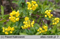 Berberis integerrima