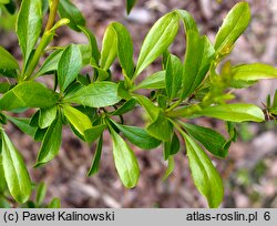 Berberis integerrima