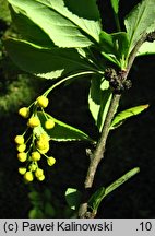 Berberis koreana (berberys koreański)