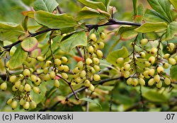 Berberis koreana (berberys koreański)