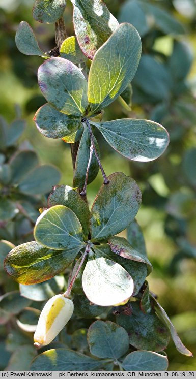 Berberis kumaonensis