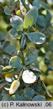 Berberis kumaonensis