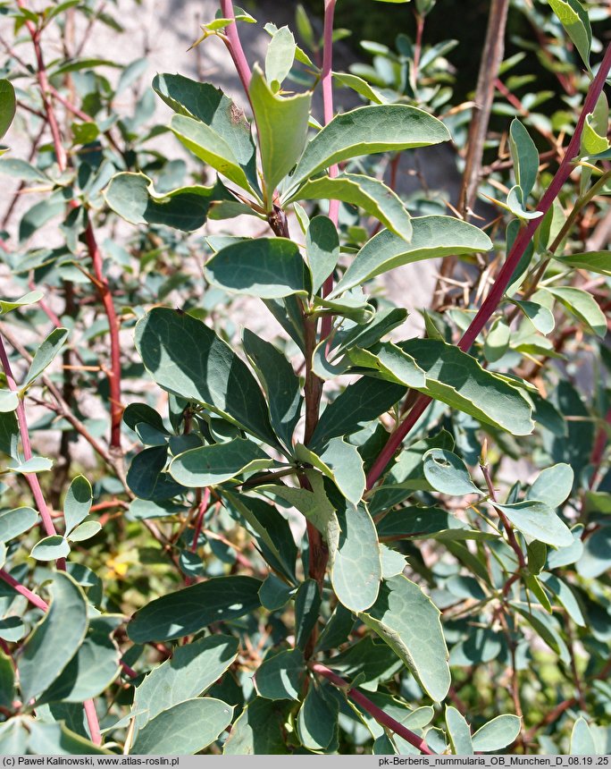 Berberis nummularia