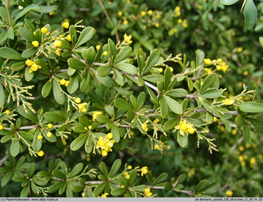 Berberis chinensis (berberys chiński)